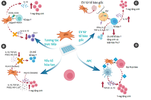 
Hình 1. Các con đường tương tác giữa tế bào gốc trung mô và tế bào T điều hòa (EV – Extracellular vesicle: Túi ngoại bào; APC – Antigen presenting cells: Tế bào trình diện kháng nguyên; TGF-β1 – Transforming growth factor beta 1: Yếu tố tăng trưởng biến đổi β1; IFN-γ – Interferon gamma; TNF-α – tumor necrosis factor-alpha: Yếu tố hoại tử khối u; PGE2 – prostaglandin E2; IL – Interleukin)
