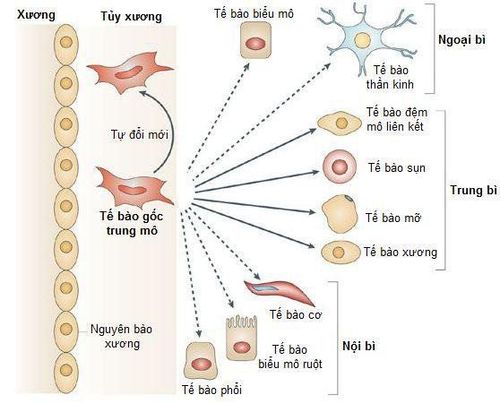 Sự tương tác giữa tế bào gốc trung mô và tế bào T điều hòa
