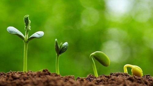 What is a germinated seed? Nutrition and benefits