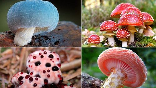 Poisonous mushrooms you need to know