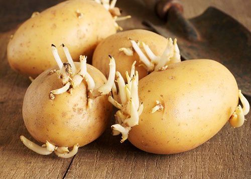 Is it safe to eat sprouted potatoes?