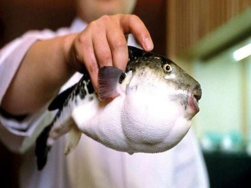 How to eat poisonous puffer fish?