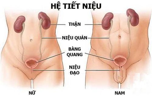 
Thử nghiệm lâm sàng bệnh nhiễm trùng đường tiết niệu
