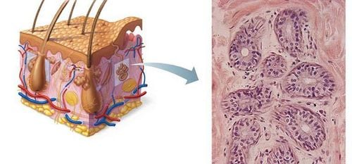 The role and structure of sweat glands under the skin