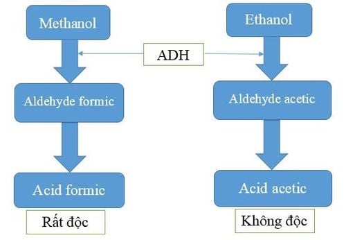 
Cơ chế giải độc của ethanol trong ngộ độc cấp methanol.
