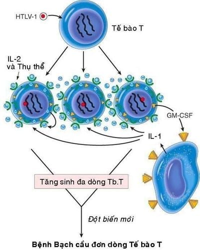 
Cơ chế gây ung thư của virus HTLV-1.
