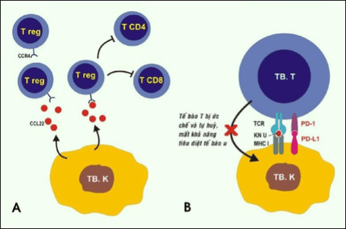 
Tế bào u thu hút tế bào T điều hòa, ức chế hoạt động tế bào T (A). Tế bào u bộc lộ PD-L1, gắn với PD-1 của tế bào T, thúc đẩy tế bào T tự hủy (B).
