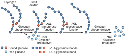 
Sơ đồ chuyển hóa glycogen thành glucose và tác động của enzyme glycogen debranching: AGL transferase và glucosidase.
