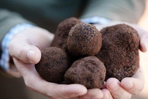 
Giảm lipid máu, chống ung thư là một trong những công dụng nấm truffle mang lại cho sức khỏe con người.
