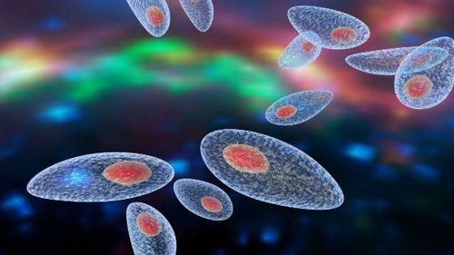 Learn about Toxoplasma infection