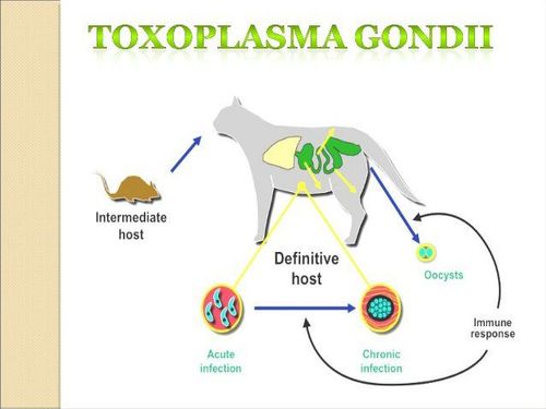 Xét nghiệm Toxoplasma cảnh báo bệnh gì?