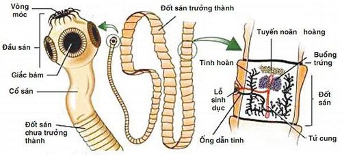 Kiểm tra sán dải bò, sán dải lợn trưởng thành bằng cách nào?