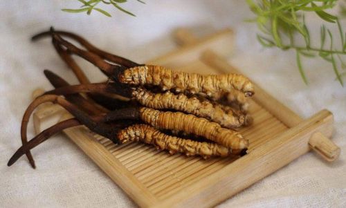 Cordyceps: Note when using to avoid side effects