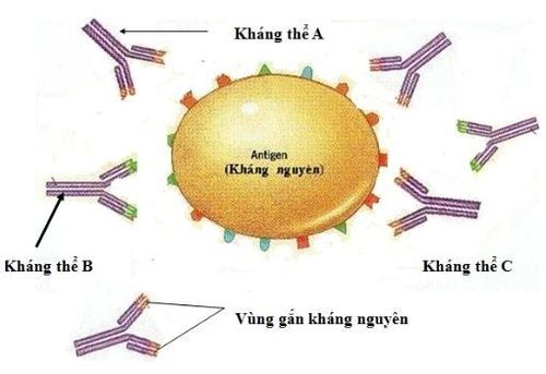 Kháng thể đơn dòng và tác dụng phụ của chúng