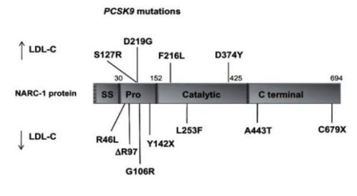 
Đột biến gen PCSK9 trên bệnh nhân tăng cholesterol có tính gia đình
