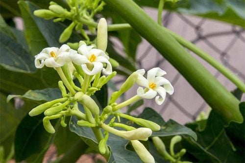 What are the benefits of eating male papaya flowers?