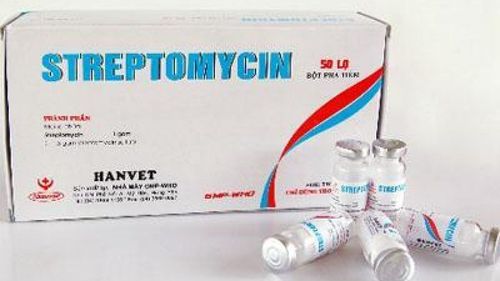 Streptomycin: Uses, indications and cautions when using