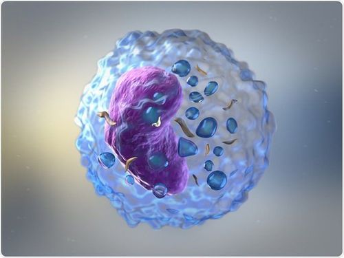 
Kháng nguyên bạch cầu người (Human Leukocyte Antigen - HLA)
