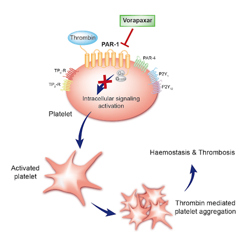 Vorapaxar: Uses, indications and precautions when using
