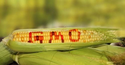 Genetically modified corn: Should you eat it or not?