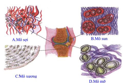 Where is cartilage found? Knees, joints, ears, nose and...