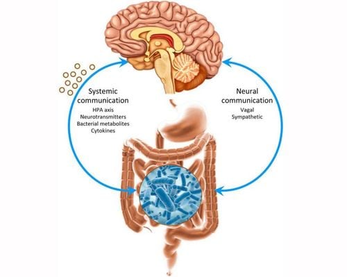 How does the brain directly affect the stomach and intestines?