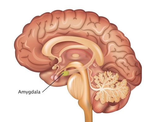 The amygdala in the body