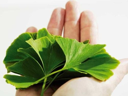 
Ginkgo biloba có thể làm tăng cường ham muốn tình dục
