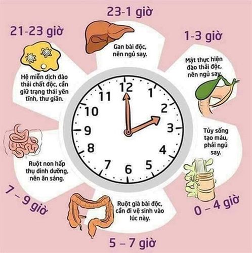 Circadian rhythms of the body: Classification, disorders and treatment