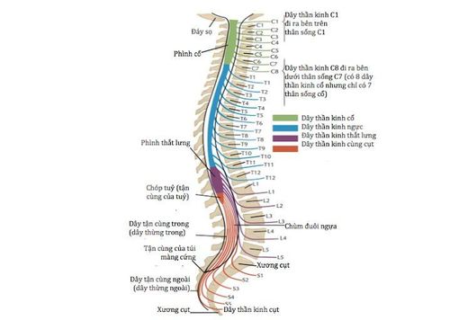 
Tủy sống chạy từ đáy não xuống lưng
