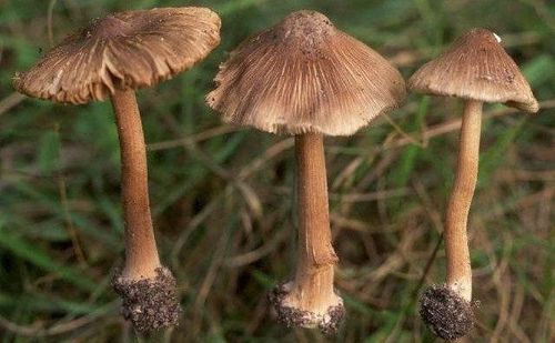 Poisonous gray-brown cap mushroom