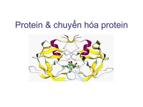 Sự chuyển hóa protein trong cơ thể