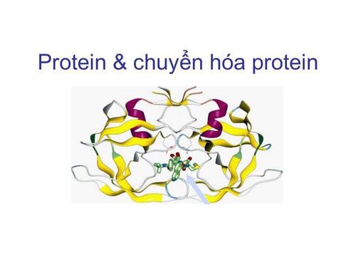 Protein metabolism in the body