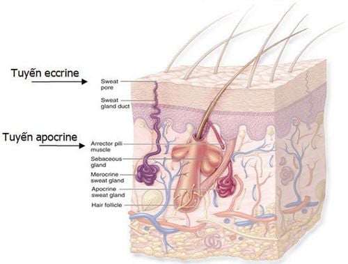 
Vị trí các tuyến mồ hôi Apocrine
