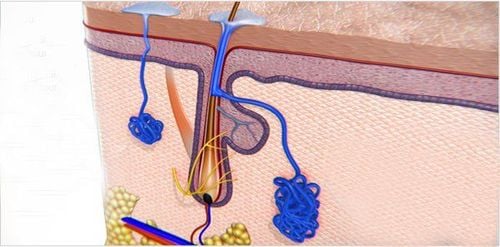 The mechanism of action of sweat glands in the body