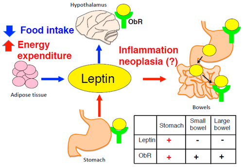 Leptin and Leptin Resistance: What You Need to Know