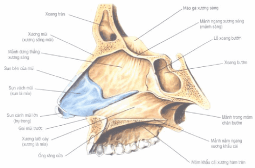 Anatomy, function, diagram of the pistil fibers