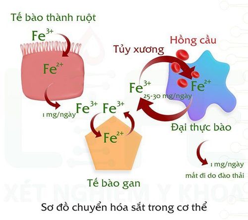 
Sơ đồ chuyển hóa sắt trong cơ thể
