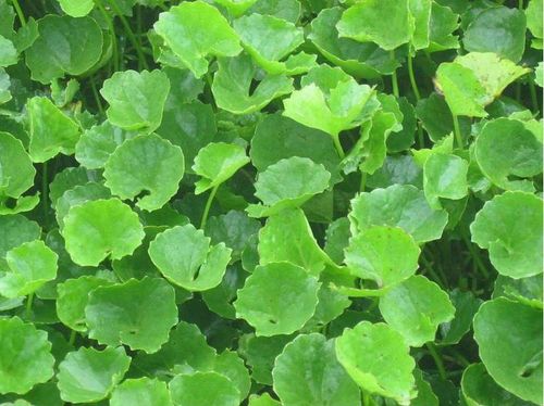 What are the health benefits of gotu kola?