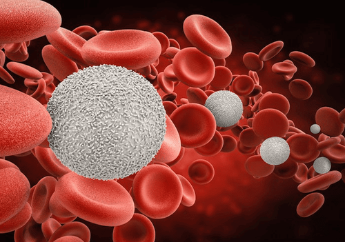 Cấy ghép tế bào gốc tạo máu điều trị ung thư