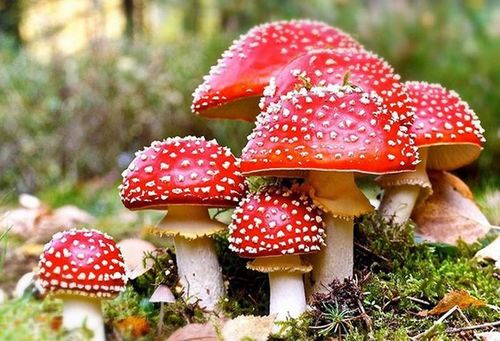 Toxins of wild mushrooms