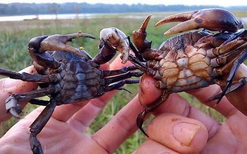 What vegetables to cook crab soup for delicious, cool?