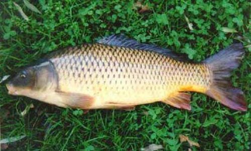 What do carp cook delicious?