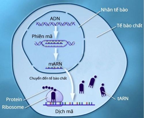 
Quá trình sản xuất protein
