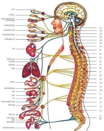 
Hệ thần kinh ngoại biên được cấu tạo hết sức phức tạp
