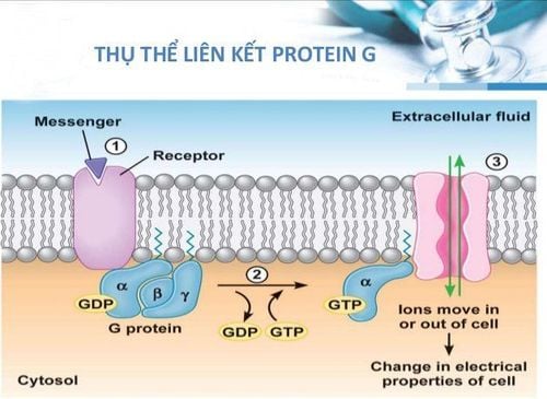 Gut microbiota-mediated G protein-coupled receptor expression