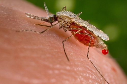 Characteristics of malaria parasites