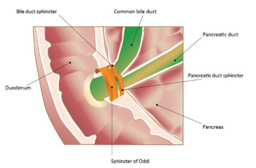 Structure of the sphincter of Oddi