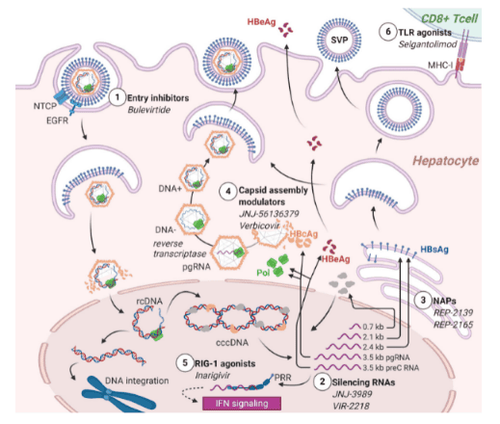 Drugs being studied in the treatment of HBV in children