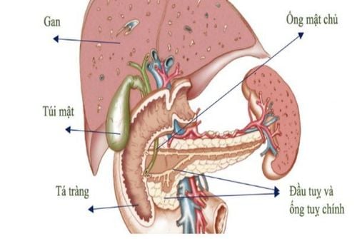 
Tuyến tuỵ có liên quan đến nhiều cơ quan khác nhau
